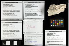 Foto (Objekt + Etiketten) von Cracensigillatus gracilirostrus 